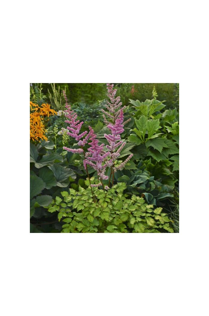 Masterwort/Astrantia Masterwort/Astrantia