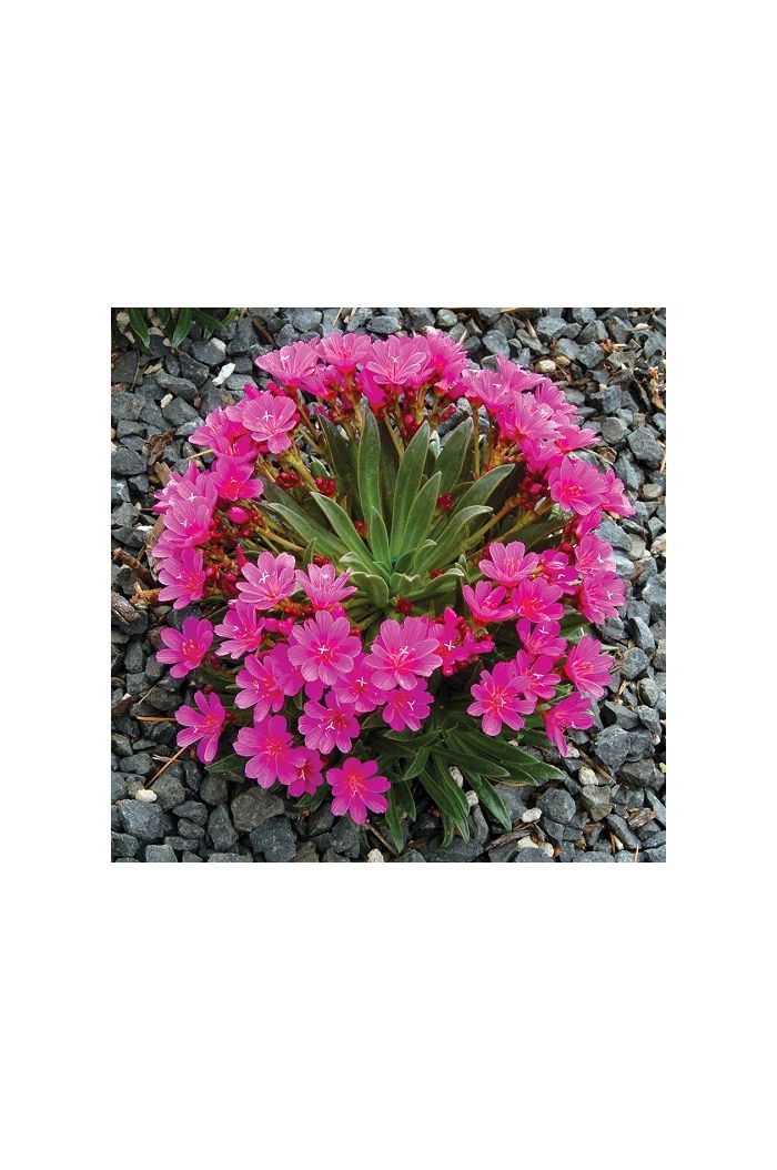 Lewisia