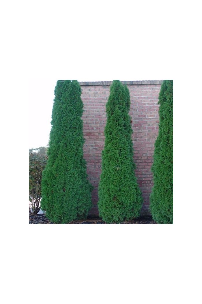 Arborvitae