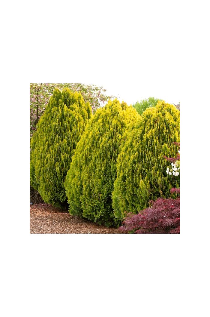 Arborvitae