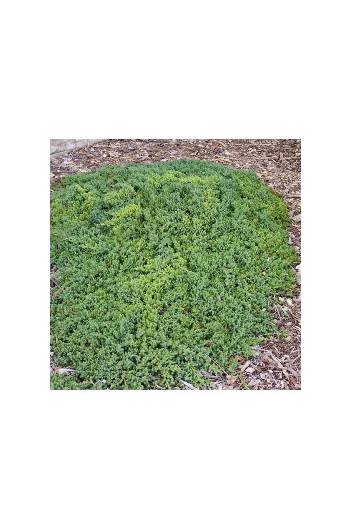 Search results for: 'small green round garden plant'
