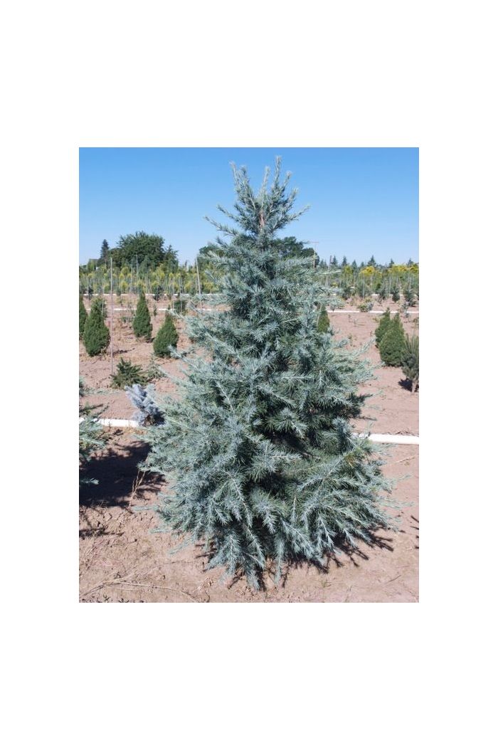 Cedar