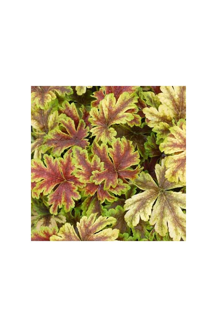 Foamy Bells/Heucherella