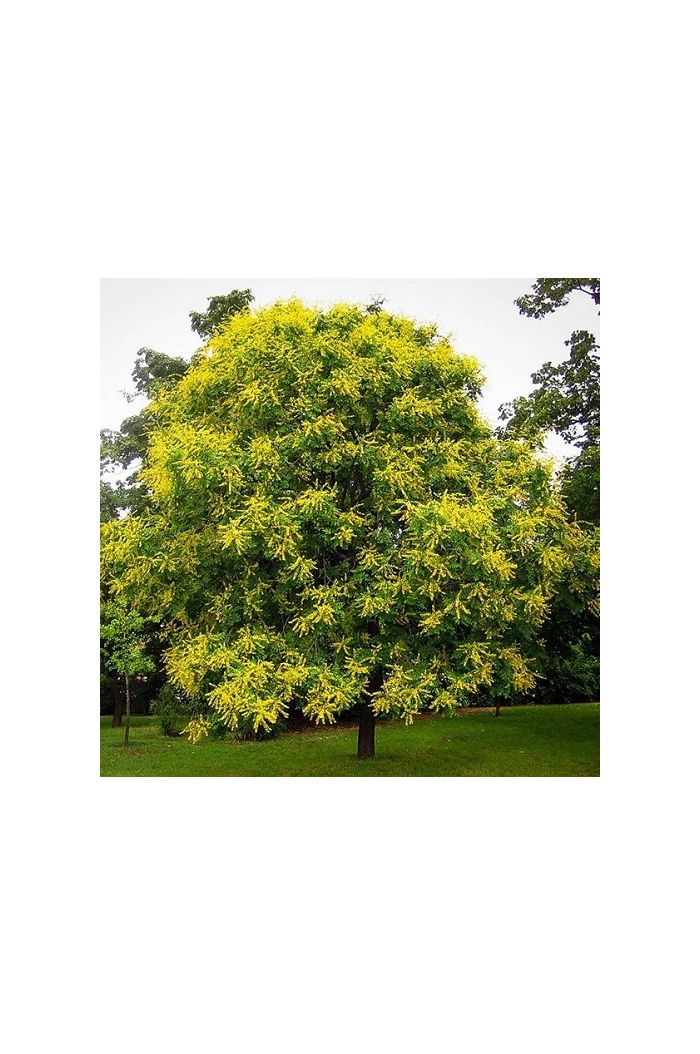 Goldenrain Tree
