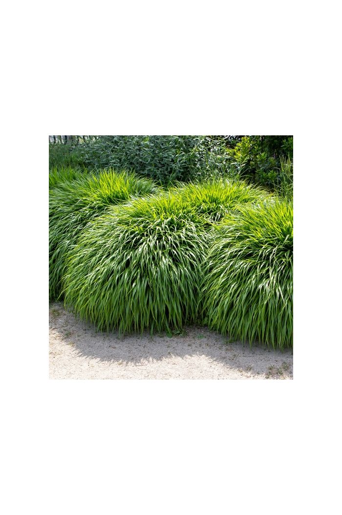 Japanese Forest Grass/Hak Japanese Forest Grass/Hak