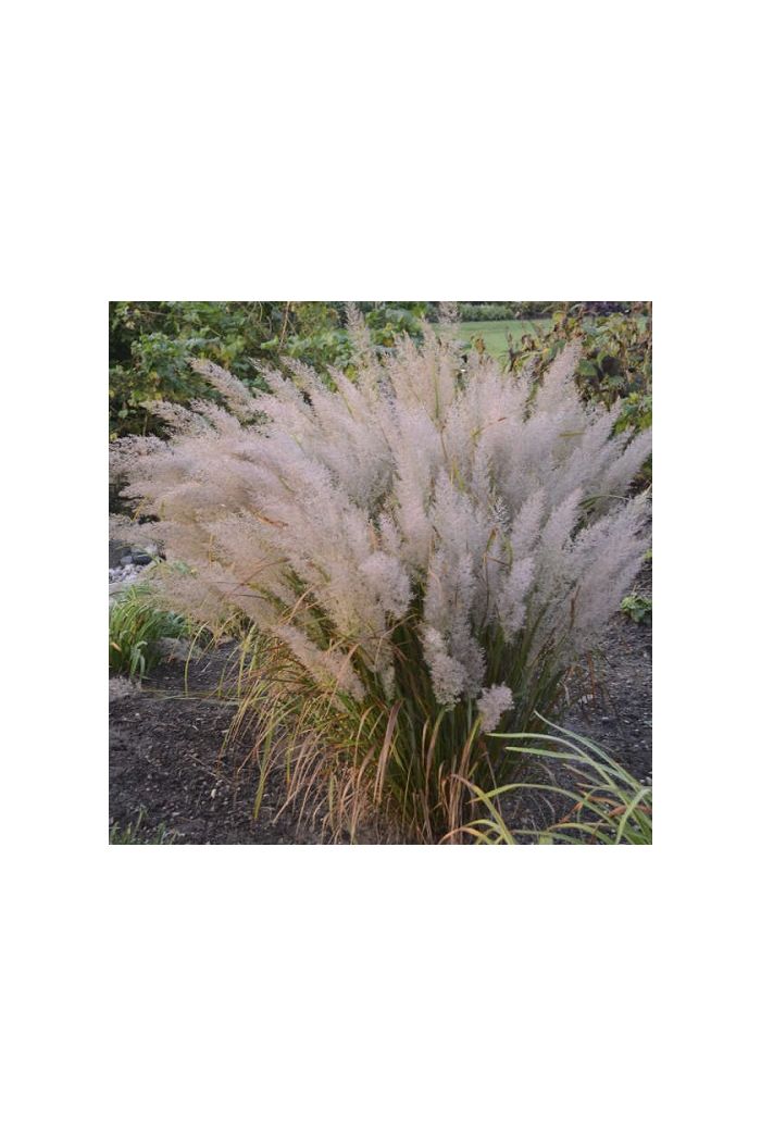 Feather Read Grass/Calama