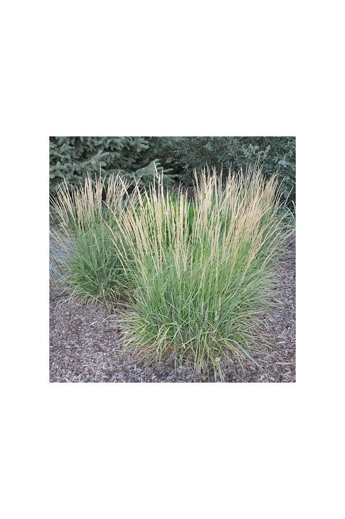 Feather Read Grass/Calama