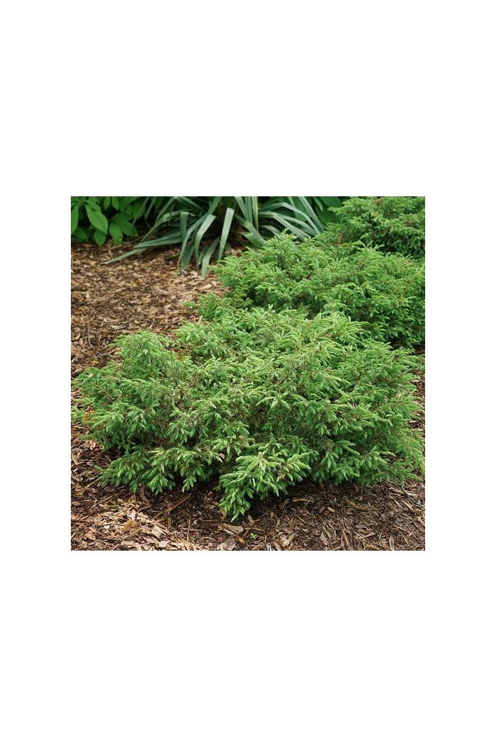Search results for: 'garden goods bark gem' Search results for: 'garden goods bark gem'