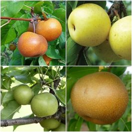 COMBINATION ASIAN SEMI-DWARF PEAR