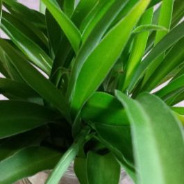 GREEN SPIDER PLANT