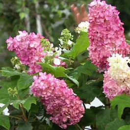 Hydrangea4937　1003 Hydrangea4937 1003 allen + roth 12-in White Indoor Hydrangea