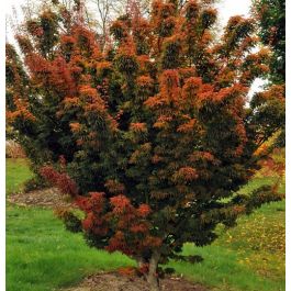 maple　笑主70点 Japanese Maple Sharp's Pygmy - ST3023JMSP-B - Brussel's Bonsai