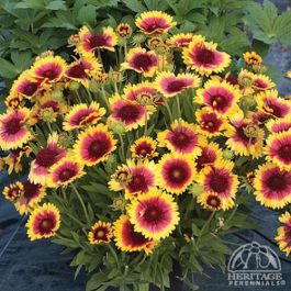 Dwarf indian blanket 2025