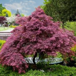 【オープニング 大放出セール】 TAMUKEYAMA WEEPING JAPANESE MAPLE テープ・マスキングテープ