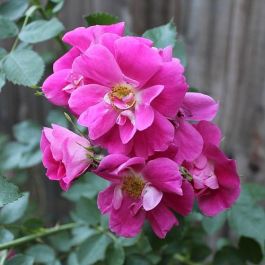 Baffin rose clearance