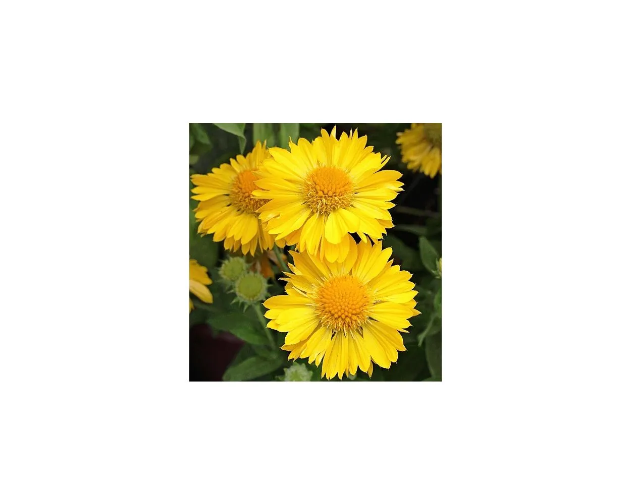 Mesa yellow blanket flower top